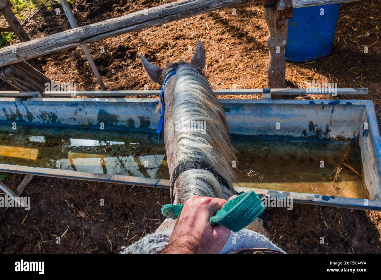 Cavallo beve l'acqua da un serbatoio di acqua - Rider prima persona pov Foto Stock