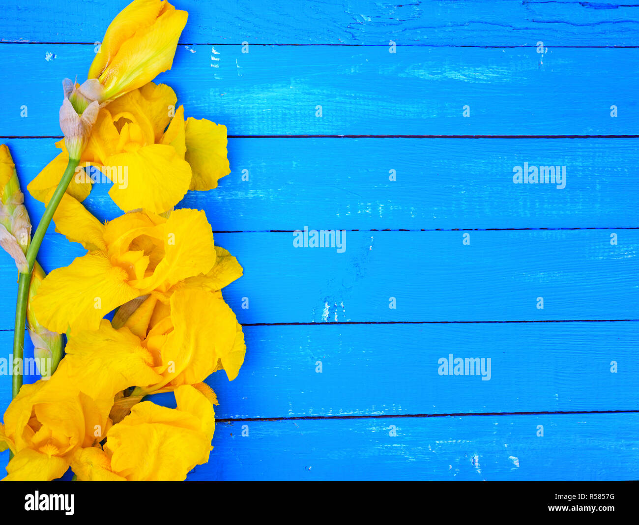 Fioritura iris gialla su un blu sullo sfondo di legno Foto Stock