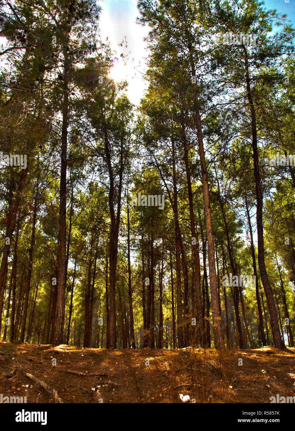 Ben Shemen alberi forestali e del sole si rompe tra di essi Foto Stock