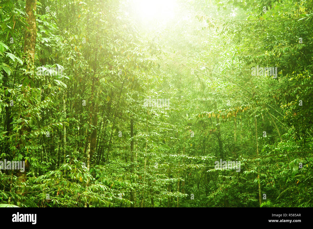 Bellissima foresta tropicale Foto Stock