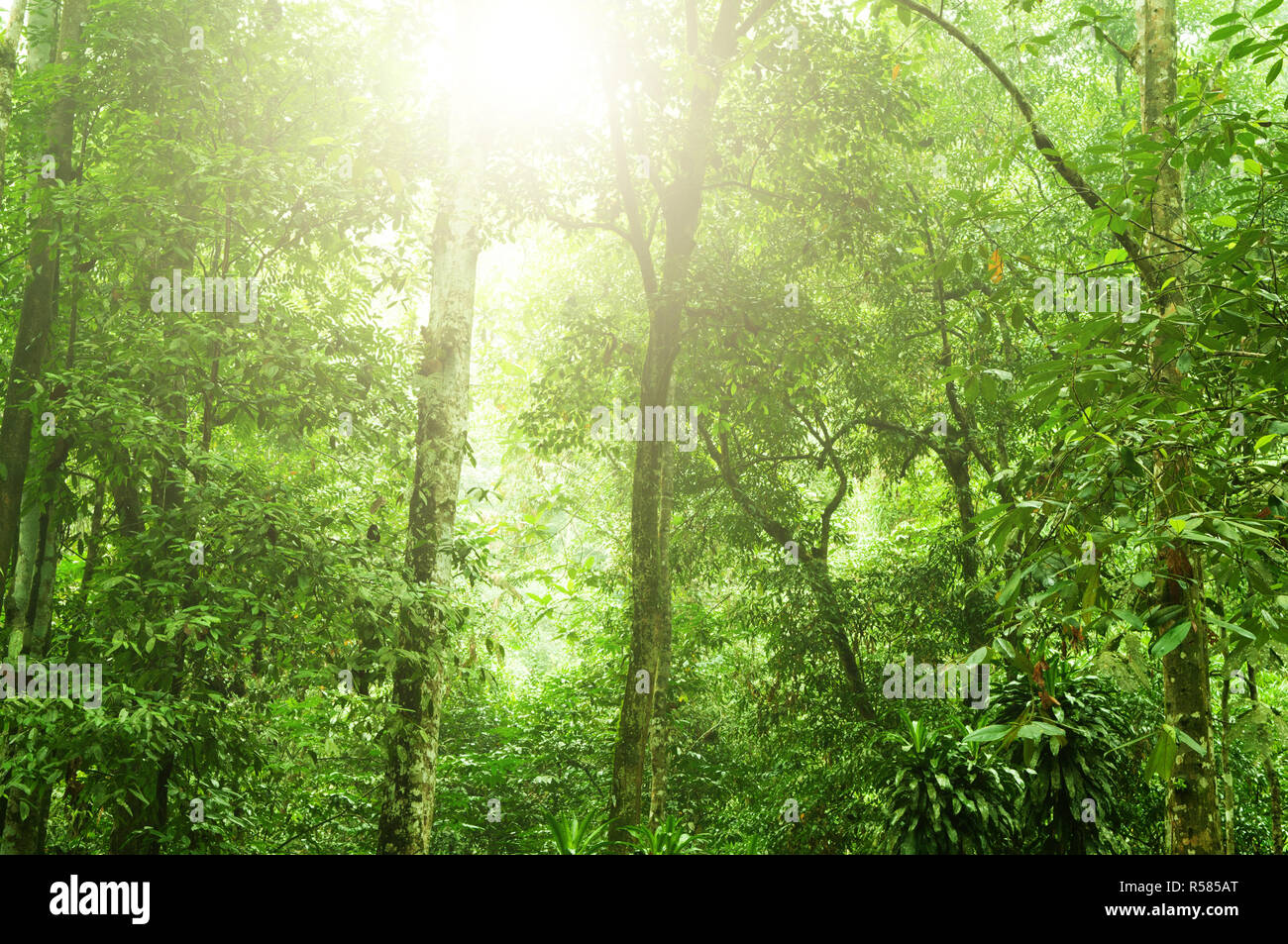 Foresta pluviale tropicale Foto Stock