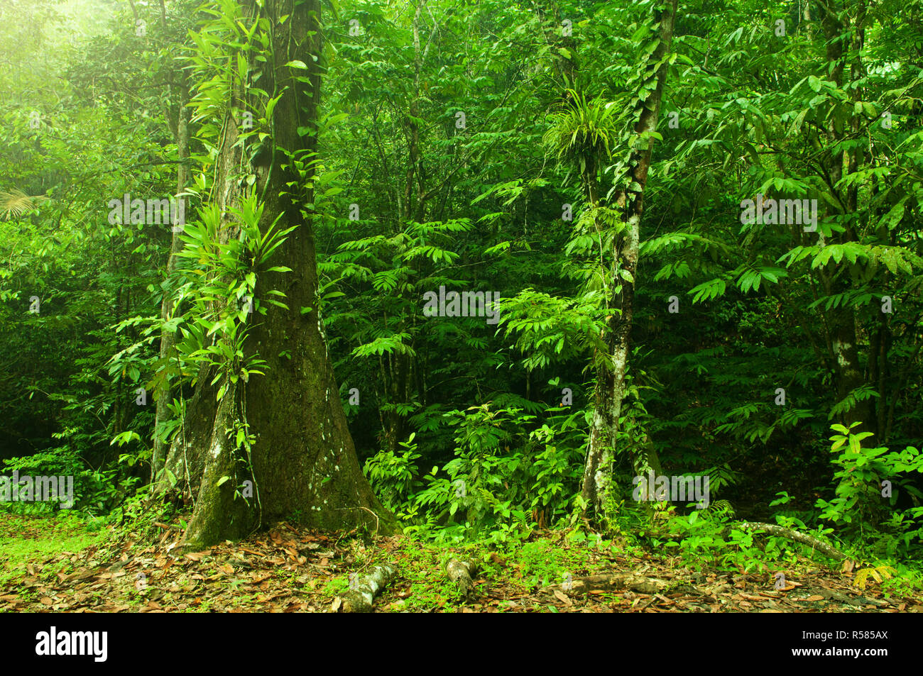 Una giungla tropicale paesaggio Foto Stock