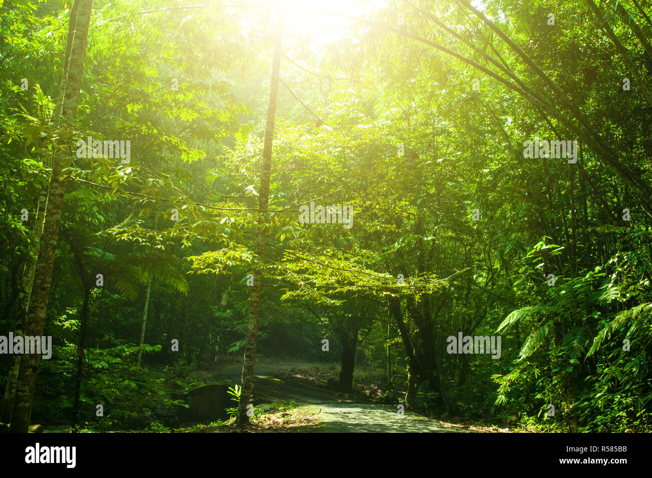 Verde Tropical park view Foto Stock