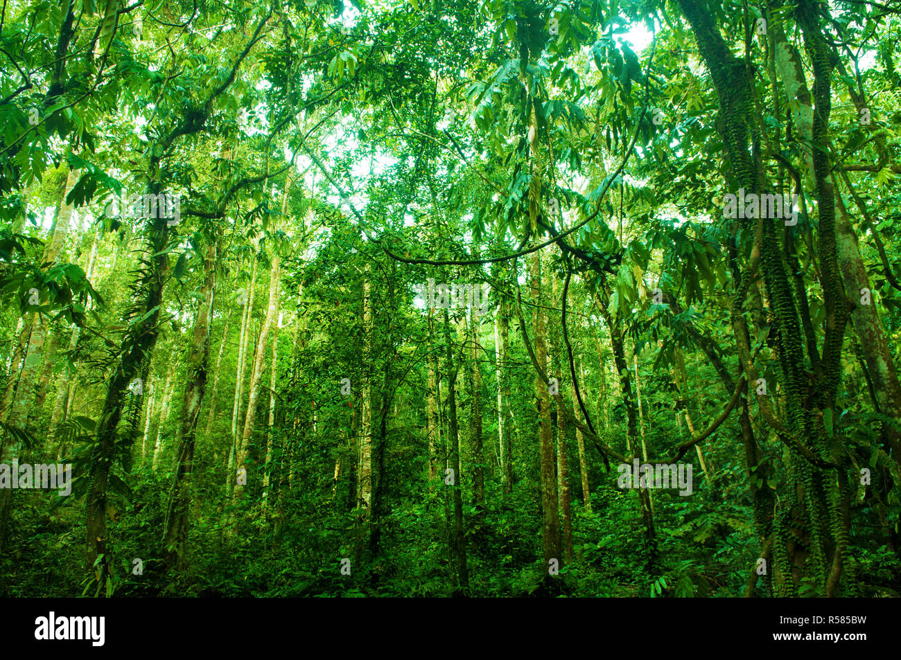 Incredibile verde tropical forest Foto Stock