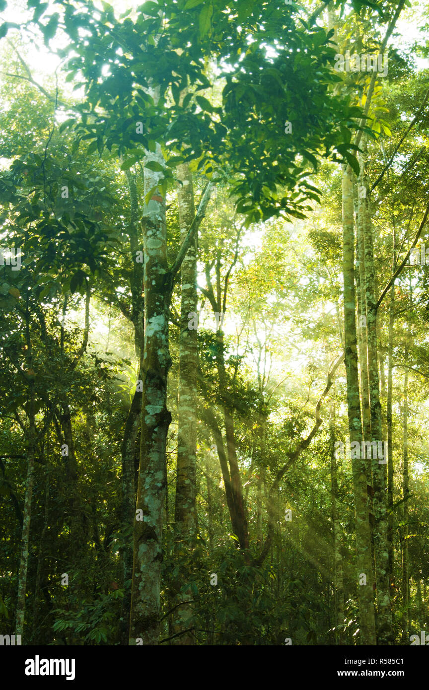 Incredibile foresta tropicale Foto Stock