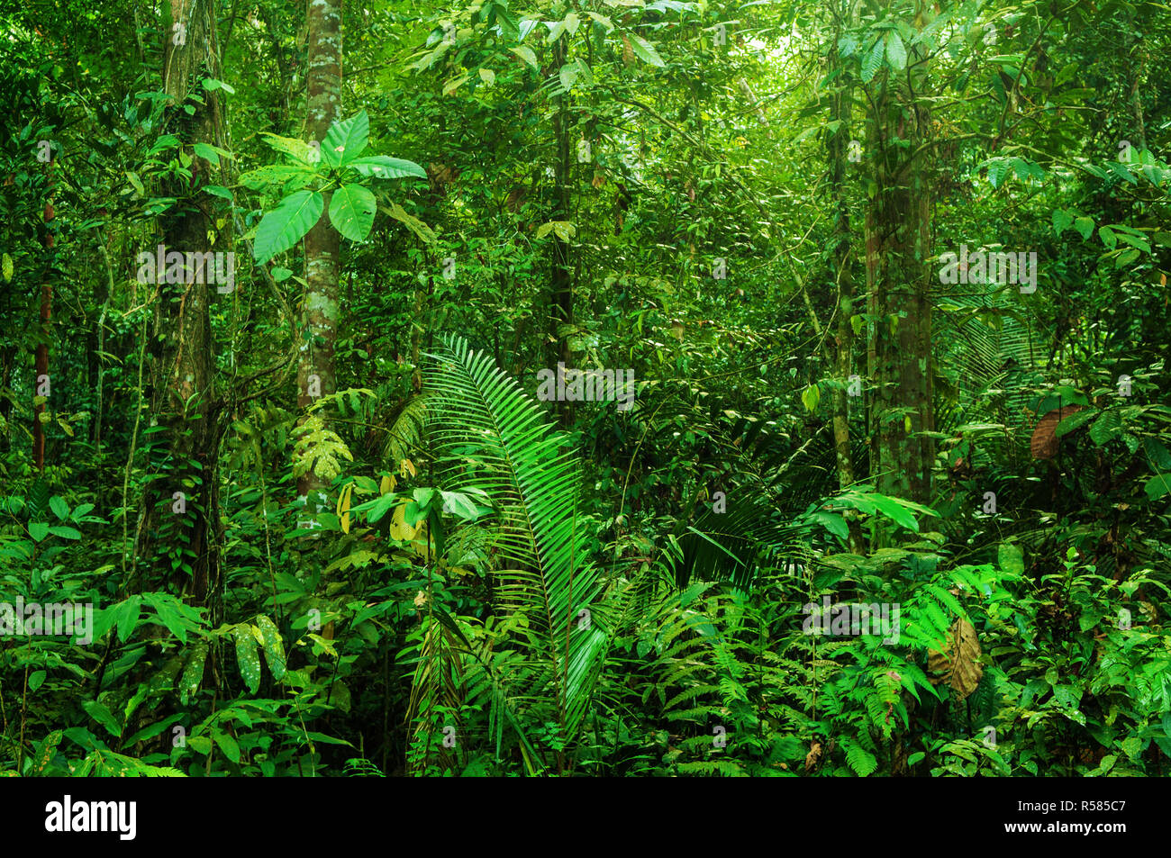 Fantastica foresta pluviale tropicale Foto Stock