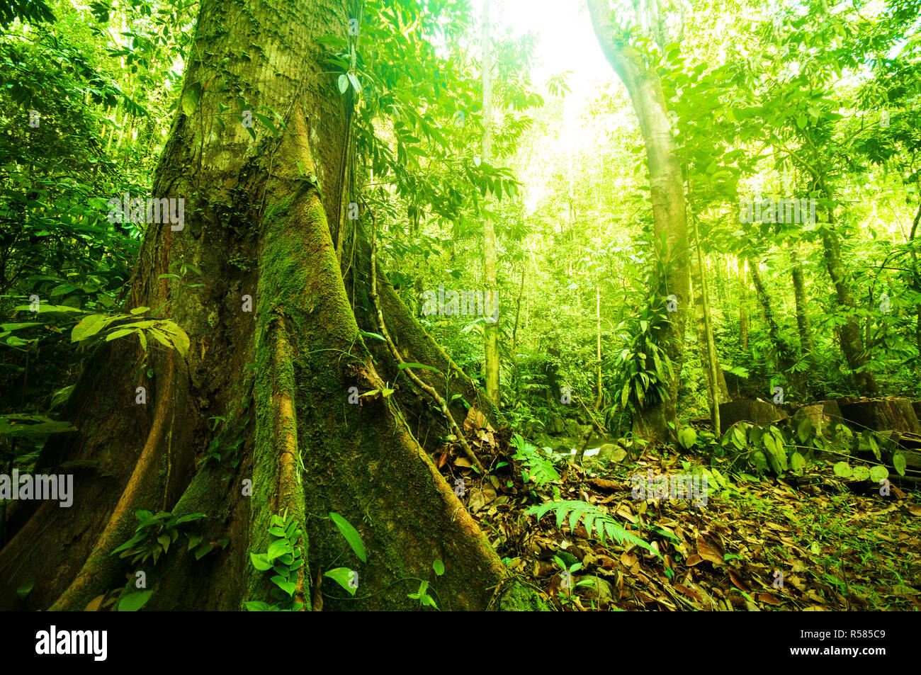 Fantastica foresta tropicale Foto Stock