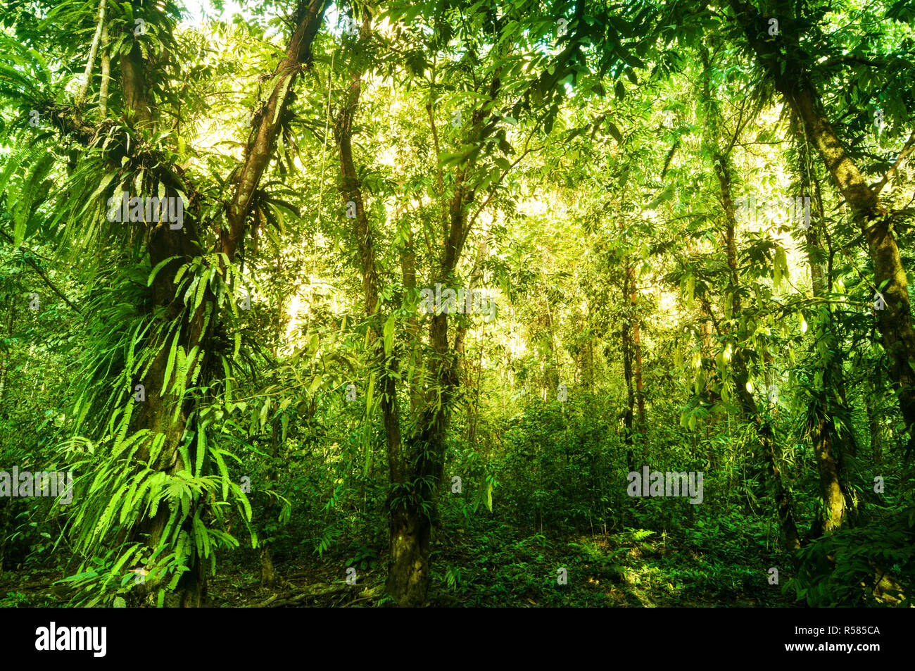 Fantastico verde tropical forest Foto Stock