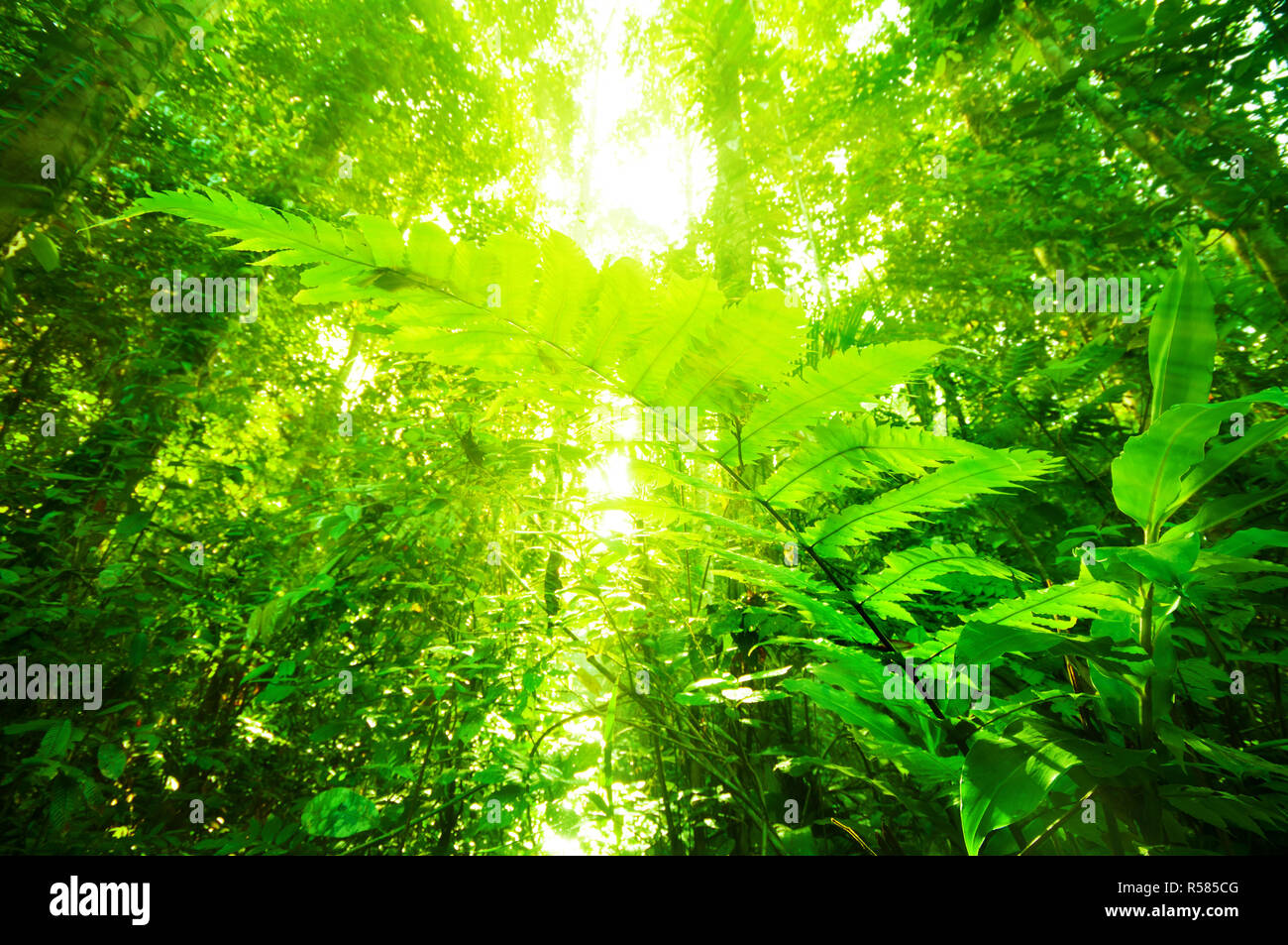 Naturale della foresta pluviale tropicale Foto Stock