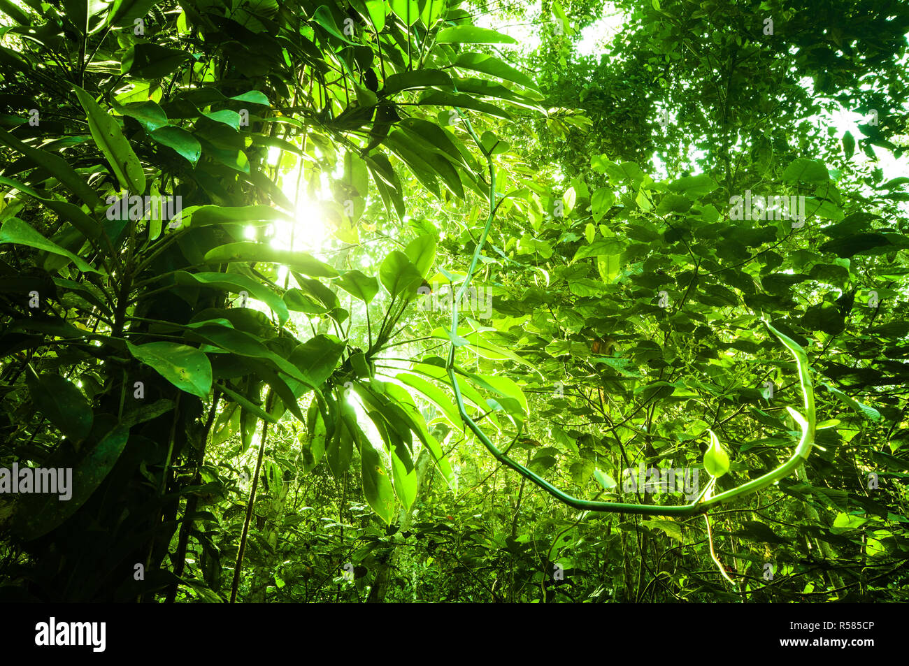 Tropicale naturale foresta verde Foto Stock