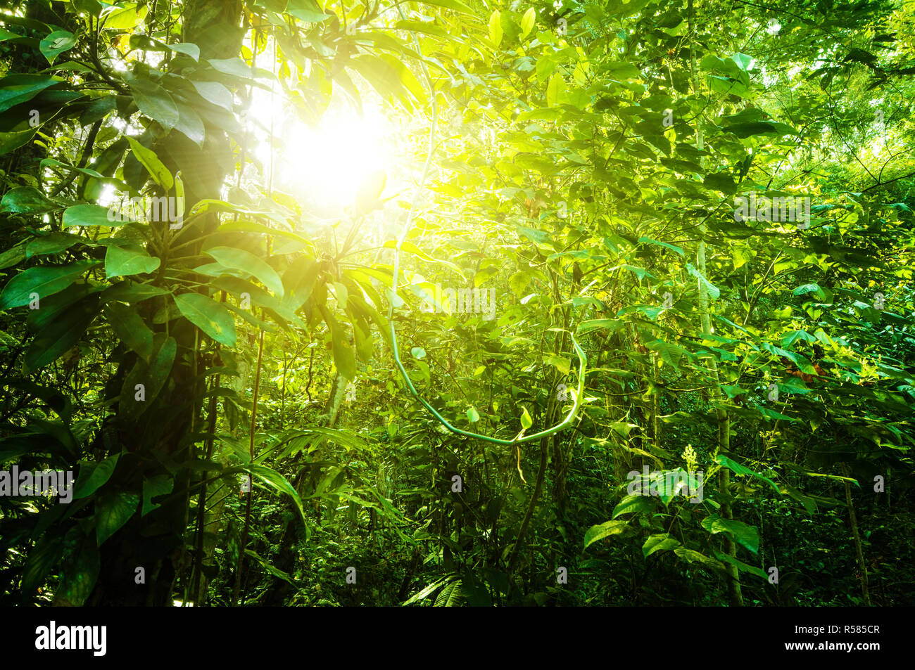 Naturale della foresta tropicale Foto Stock