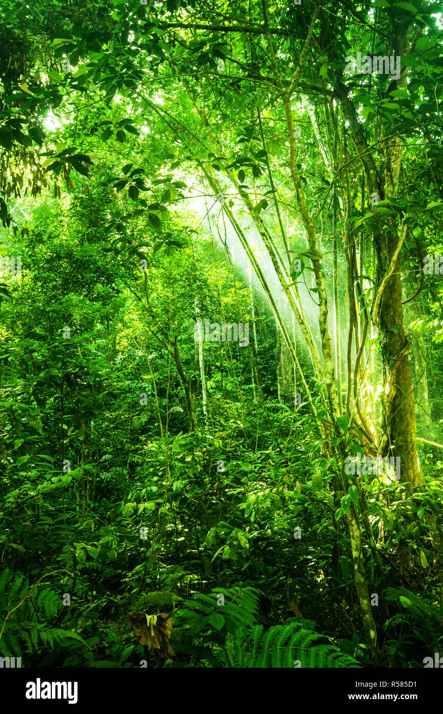 Tropicale naturale foresta densa Foto Stock