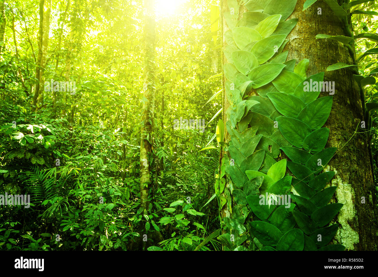 Naturale giungla tropicale Foto Stock