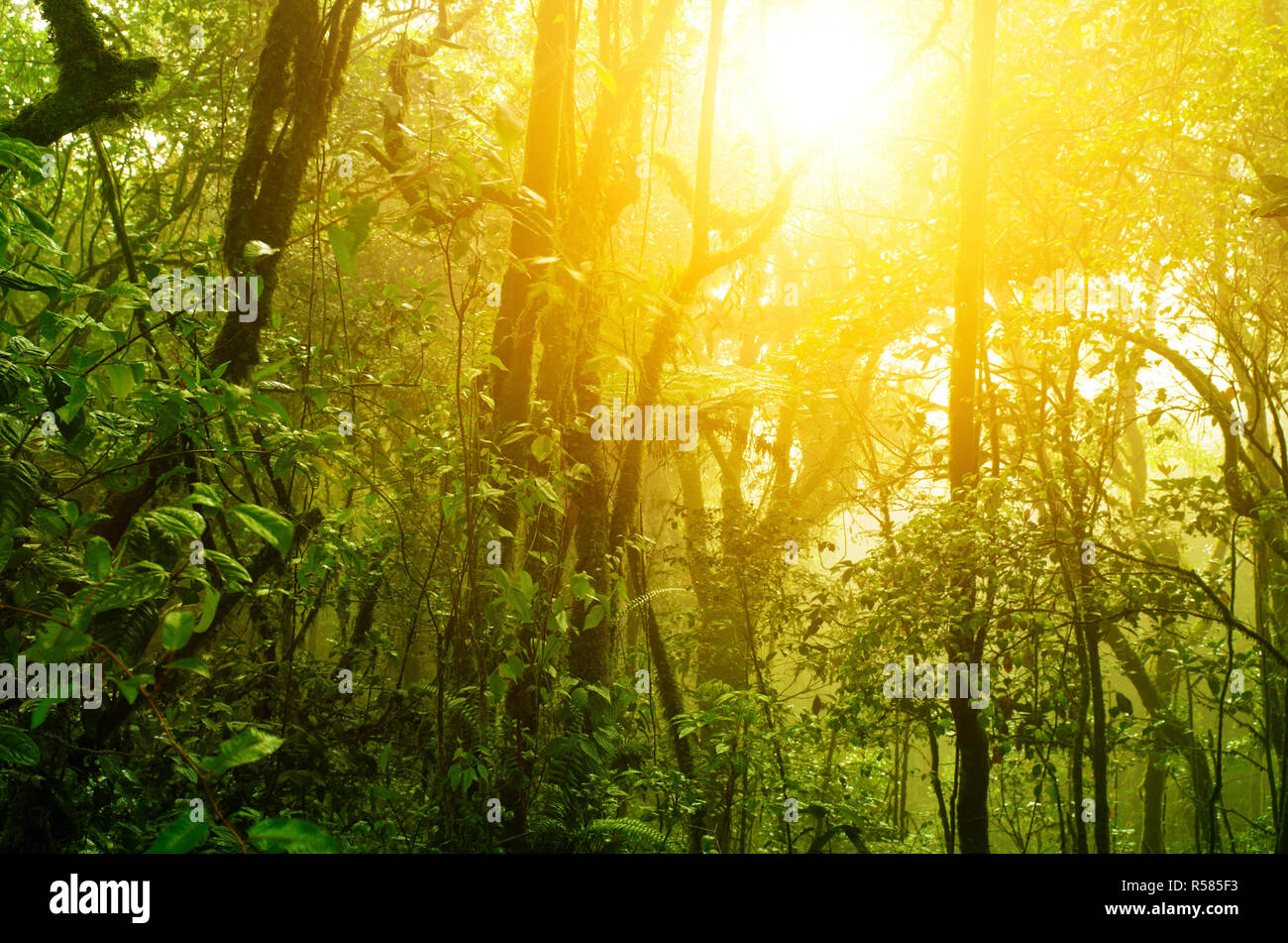Verde Tropical Forest Foto Stock