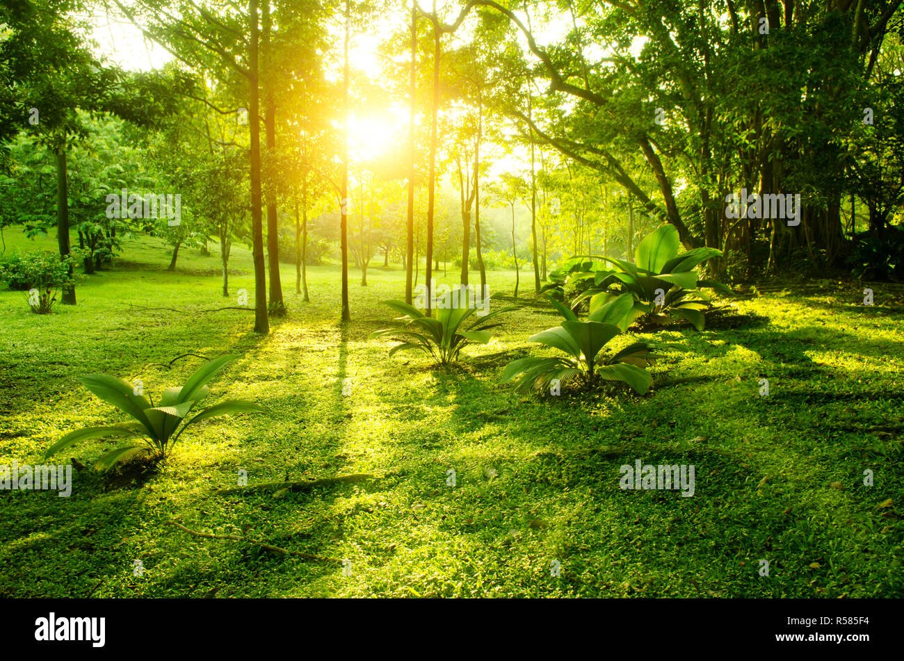 Verde Tropical Forest sunrise Foto Stock