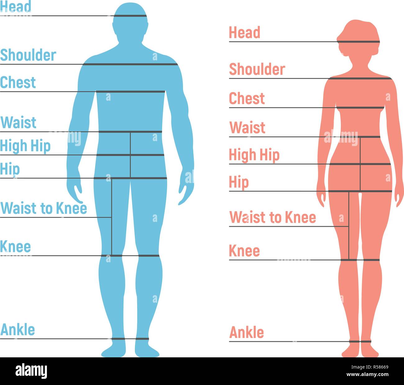 L uomo e la donna Tabella taglie. Umano lato anteriore Silhouette. Isolato su sfondo bianco. Illustrazione Vettoriale. Illustrazione Vettoriale