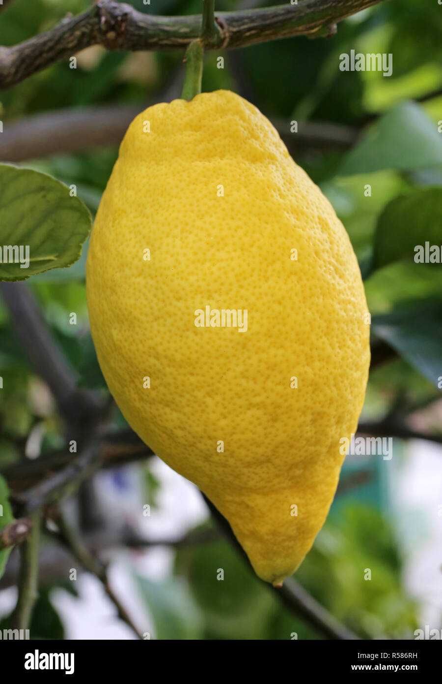 Four seasons limone Citrus limon all'arbusto di limone Foto Stock