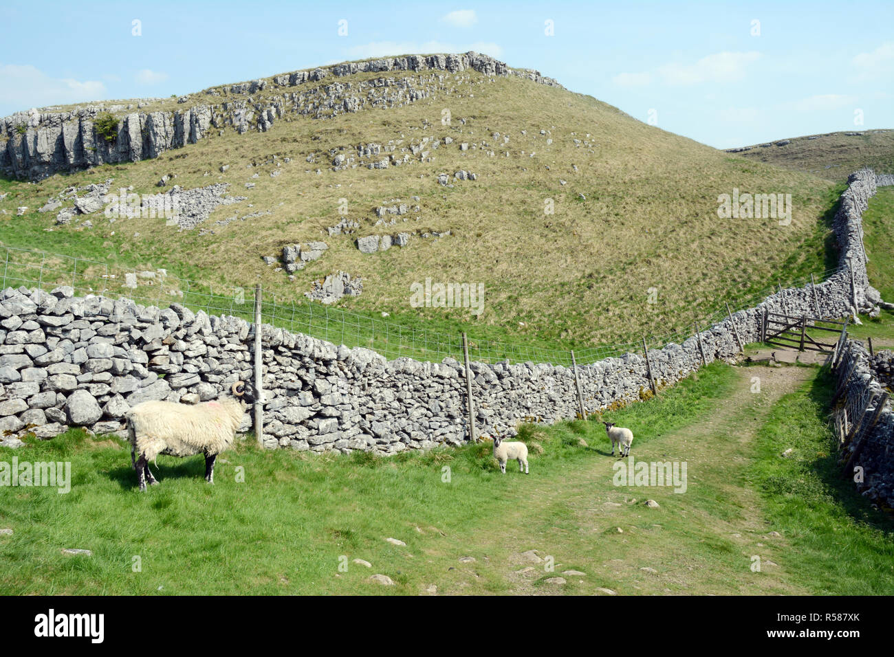 Tre pecore - una pecora e due agnelli - rinchiuso in un pascolo da muri in pietra a secco lungo il Dales modo sentiero escursionistico, nello Yorkshire, Inghilterra, Regno Unito. Foto Stock