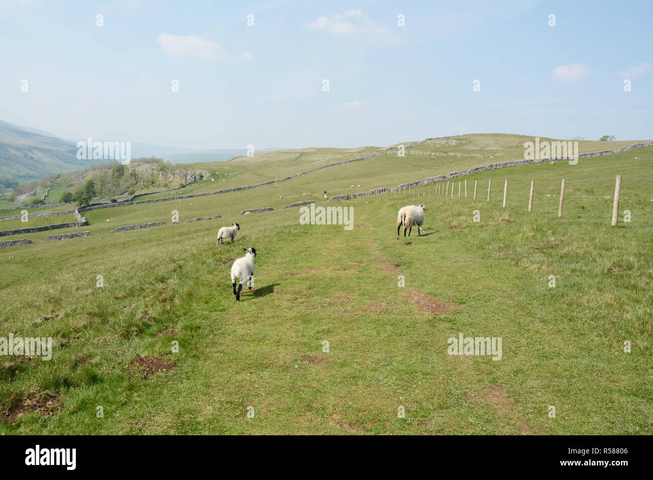 Tre pecore al pascolo in un prato lungo il Dales modo sentiero escursionistico, vicino Grassington, nello Yorkshire, nell'Inghilterra del Nord, Gran Bretagna. Foto Stock