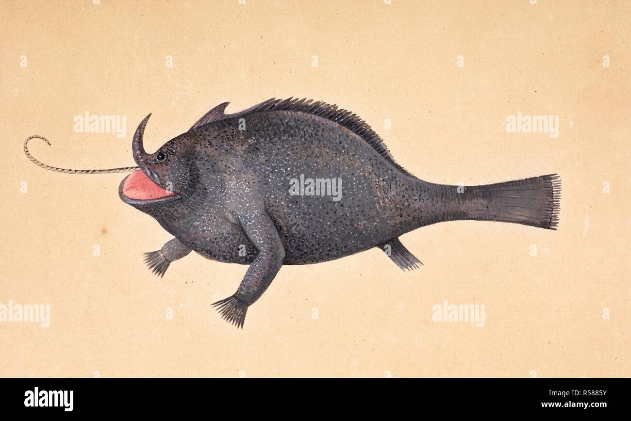 Un pesce. Album di disegni da Catesby, G.Edwards, G.Jago et al, comissioned da Hans Sloane. Il XVIII secolo. Fonte: Aggiungi. 5267, f.95. Autore: CATESBY, MARK. Renard, Louis. Foto Stock