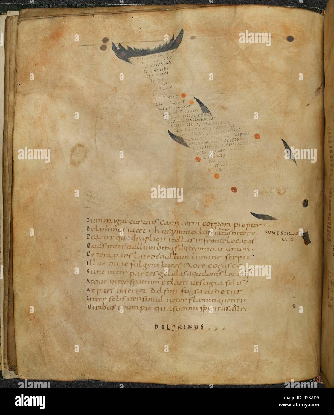 Illustrazione della costellazione Delphinus il delfino, con testo o scholia entro la figura della costellazione. Aratea, con estratti di Hyginus's astronomica della costellazione di figure. Francia, N. (diocesi di Reims); IX secolo. Fonte: Harley 647, f.7v. Lingue: Latina. Autore: Marco Tullio Cicerone. Foto Stock