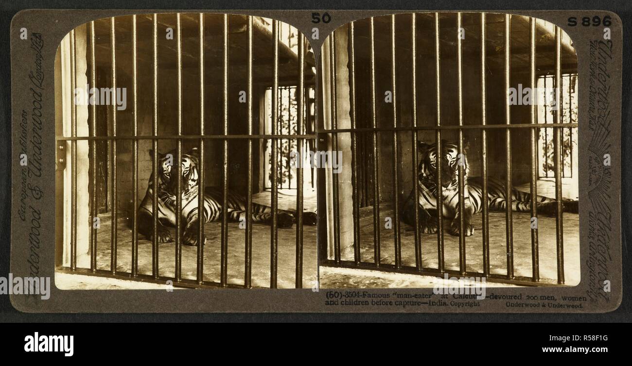 Famoso 'man-eater' a Calcutta - divorato 200 uomini, donne e bambini prima di acquisire - India. Una tigre dietro le sbarre in giardini zoologici. Una coppia stereoscopica di stampe. Il sottobosco libreria di viaggio: vista stereoscopica dell India. c. 1903. Fotografia. Fonte: Photo 181/(50). Lingua: Inglese. Foto Stock