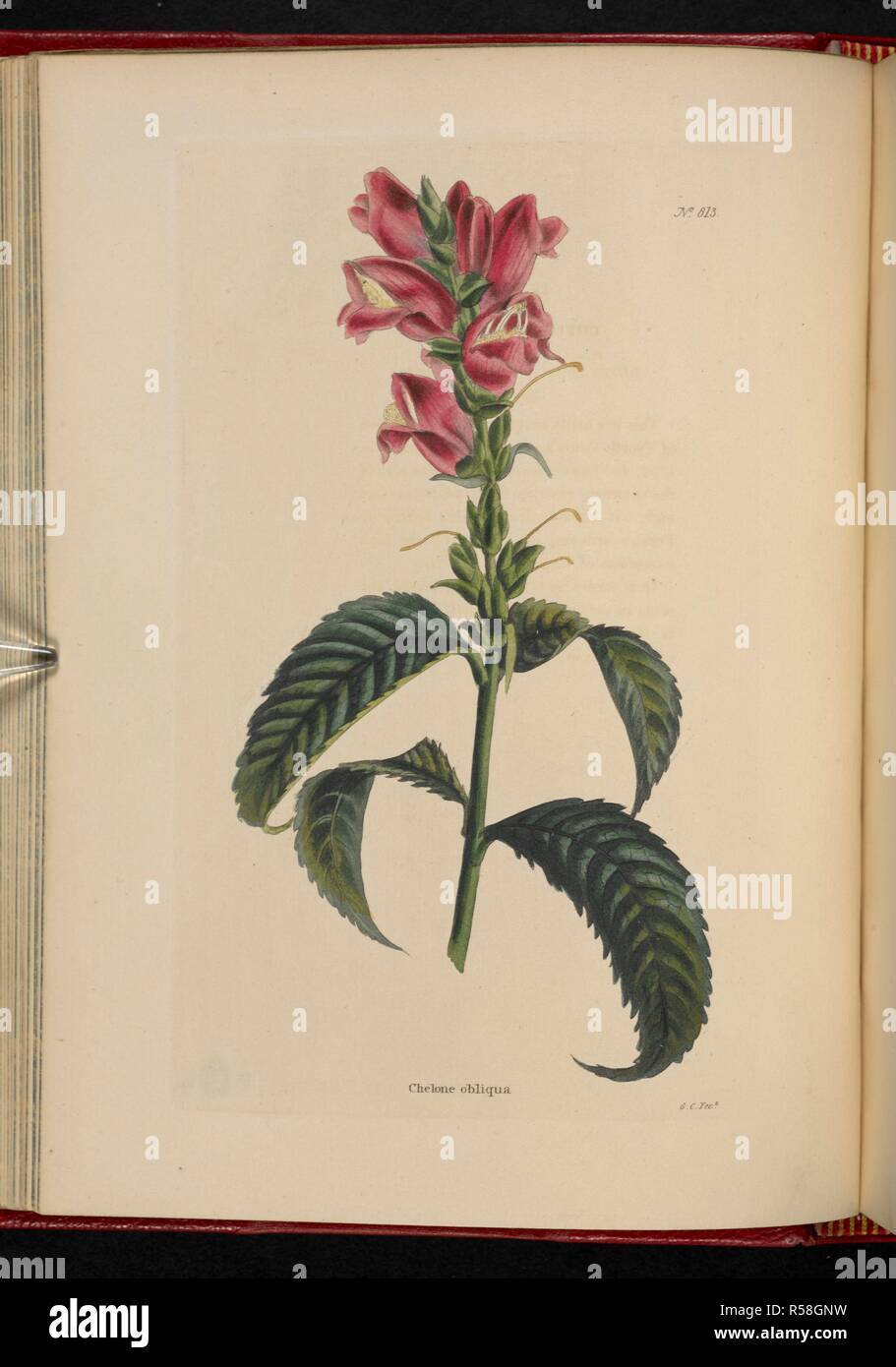 Chelone obliqua. Il Cabinet di botanica, costituito da delineations colorate di piante provenienti da tutti i paesi, con un breve resoconto di ciascuna, ecc. Da C. Loddiges e figli ... Le piastre di G. Cooke. vol. 1-20. Londra, 1817-33. Fonte: 443.b.13, vol.9, no.813. Autore: Cooke, George. Foto Stock