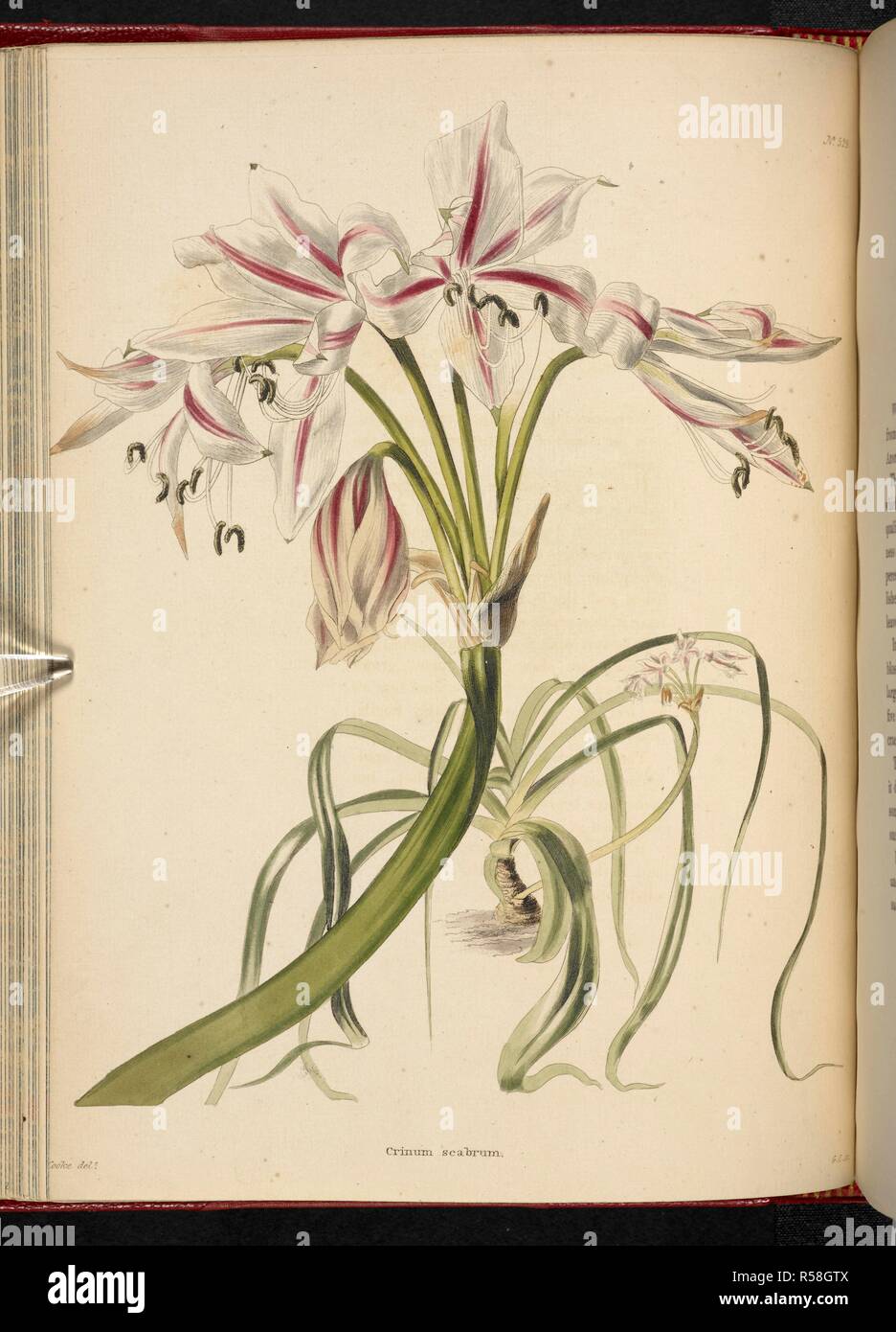 Crinum scabrum. Il Cabinet di botanica, costituito da delineations colorate di piante provenienti da tutti i paesi, con un breve resoconto di ciascuna, ecc. Da C. Loddiges e figli ... Le piastre di G. Cooke. vol. 1-20. Londra, 1817-33. Fonte: 443.b.10, vol.6, no.529. Autore: Cooke, George. Foto Stock