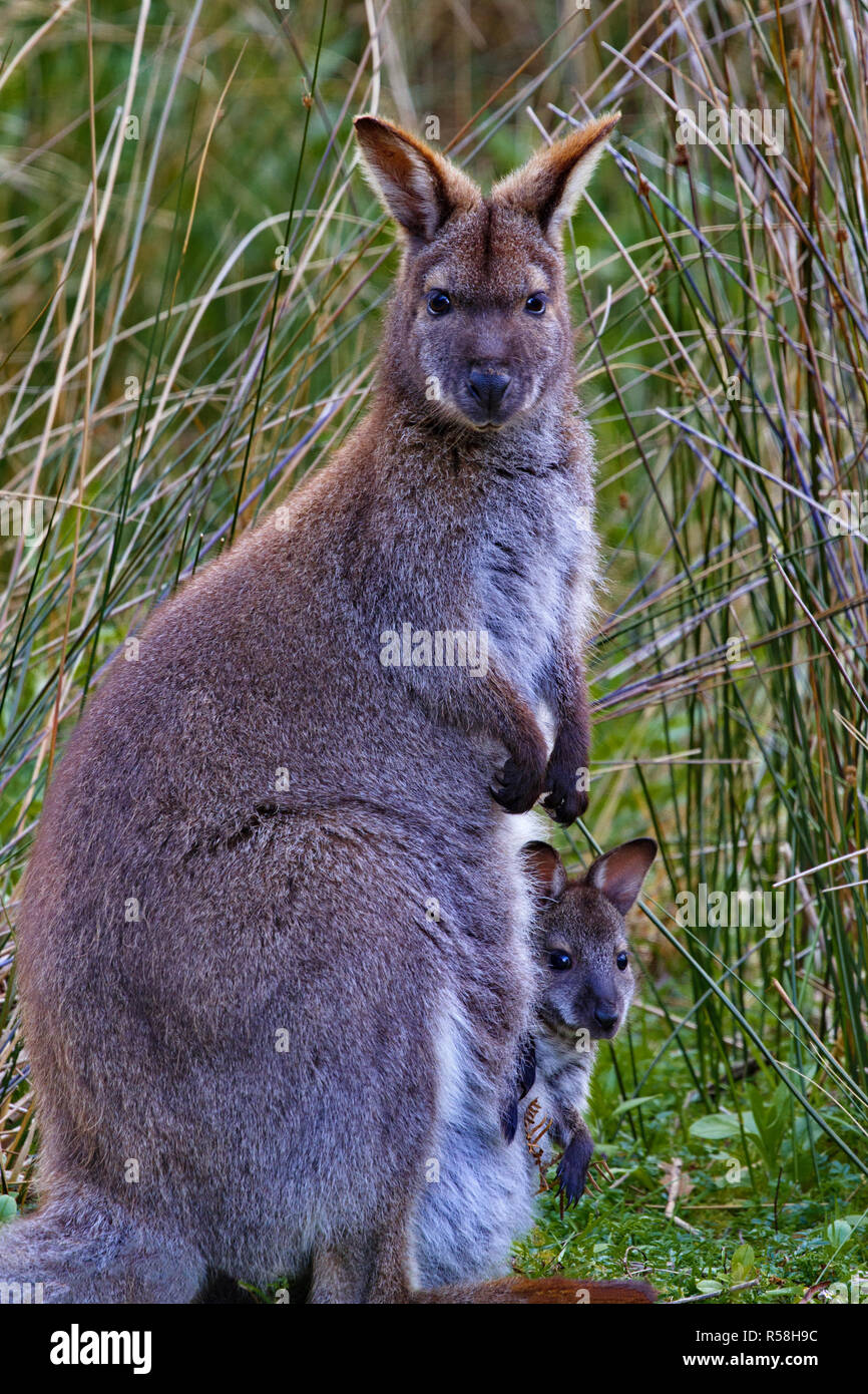 Femmina wallaby e joey nella sua sacca girare con attenzione avviso di Adventure Bay in Tasmania sull'Isola di Bruny. Foto Stock