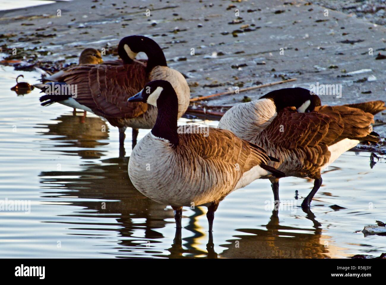 Oche del Canada in appoggio su Lindsey pubblico Parco Lago di pesca, Canyon, Texas. Foto Stock