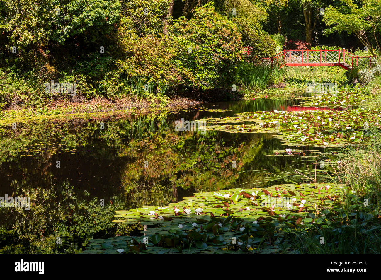 Lily Pond e ponte a Portmeirion, il Galles del Nord Foto Stock