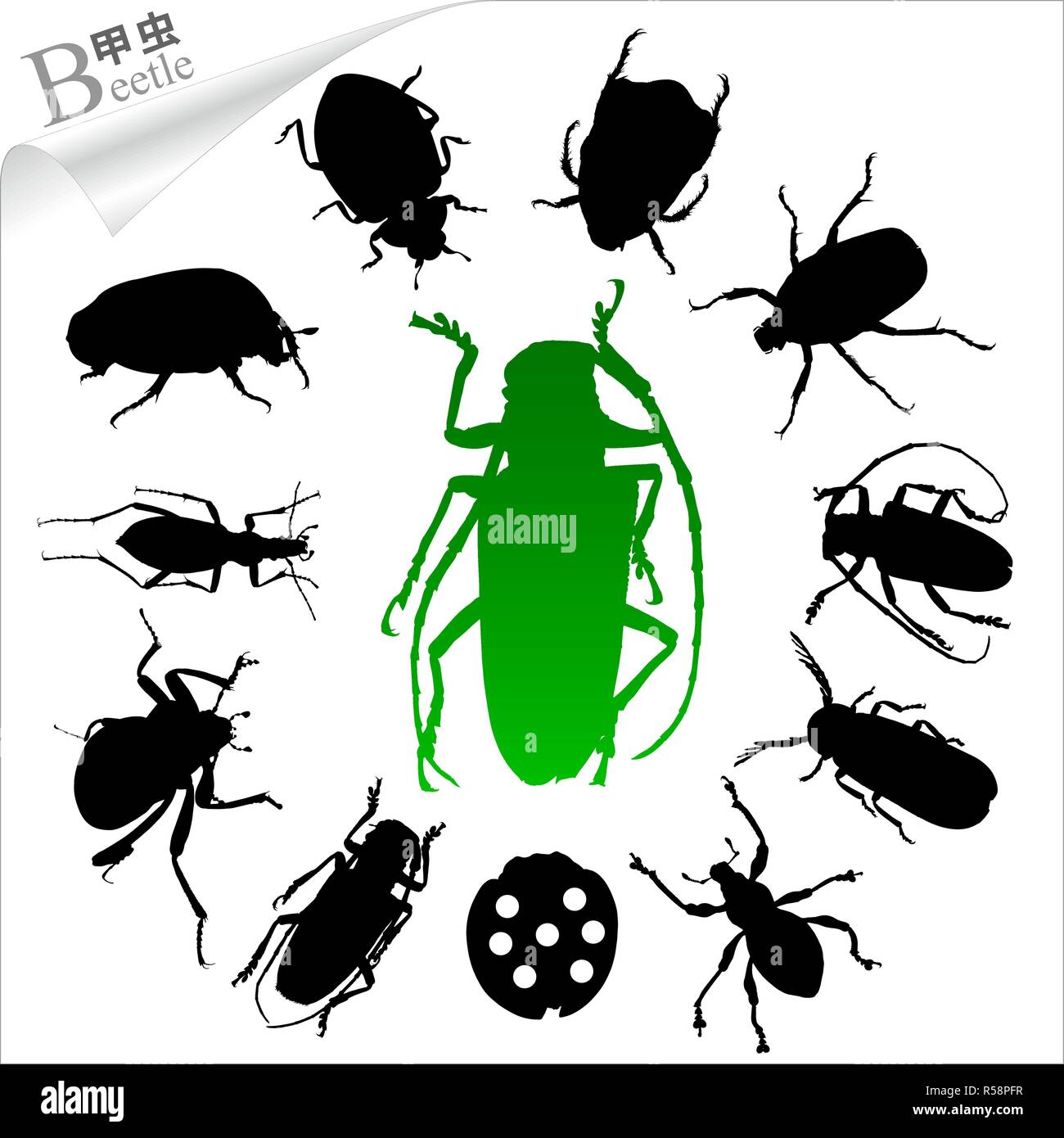 Vettore sagome di insetti coleotteri - Illustrazione Vettoriale