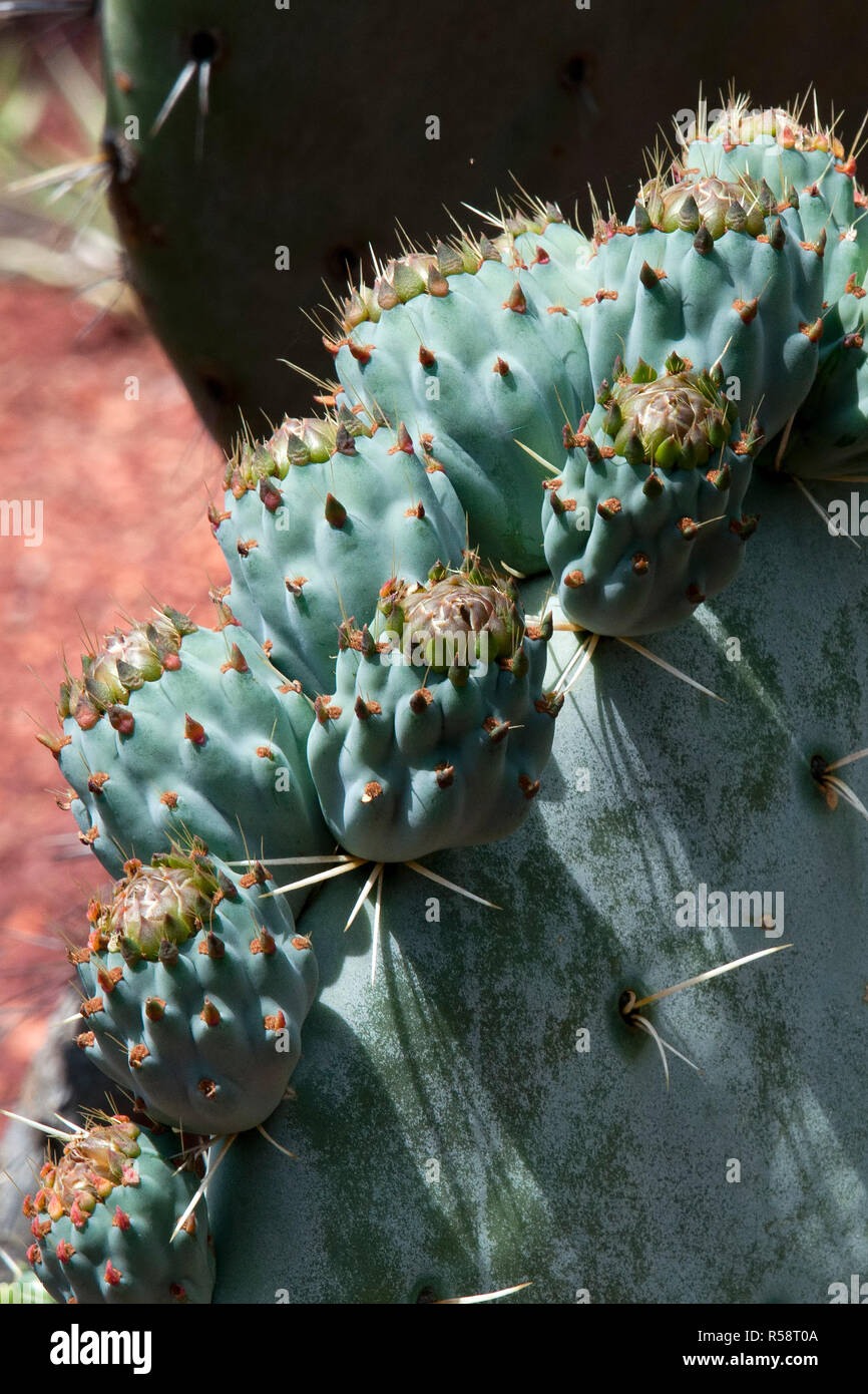 Sydney Australia, Opuntia Robusta pale di cactus con boccioli di fiori Foto Stock