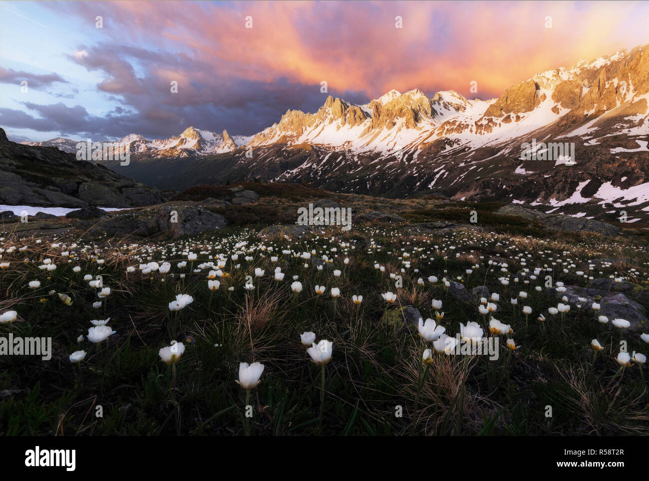 La masterizzazione di cielo sopra il prato di fiori in montagna, Vallee de la Claree, Haute Savoie, Francia Foto Stock