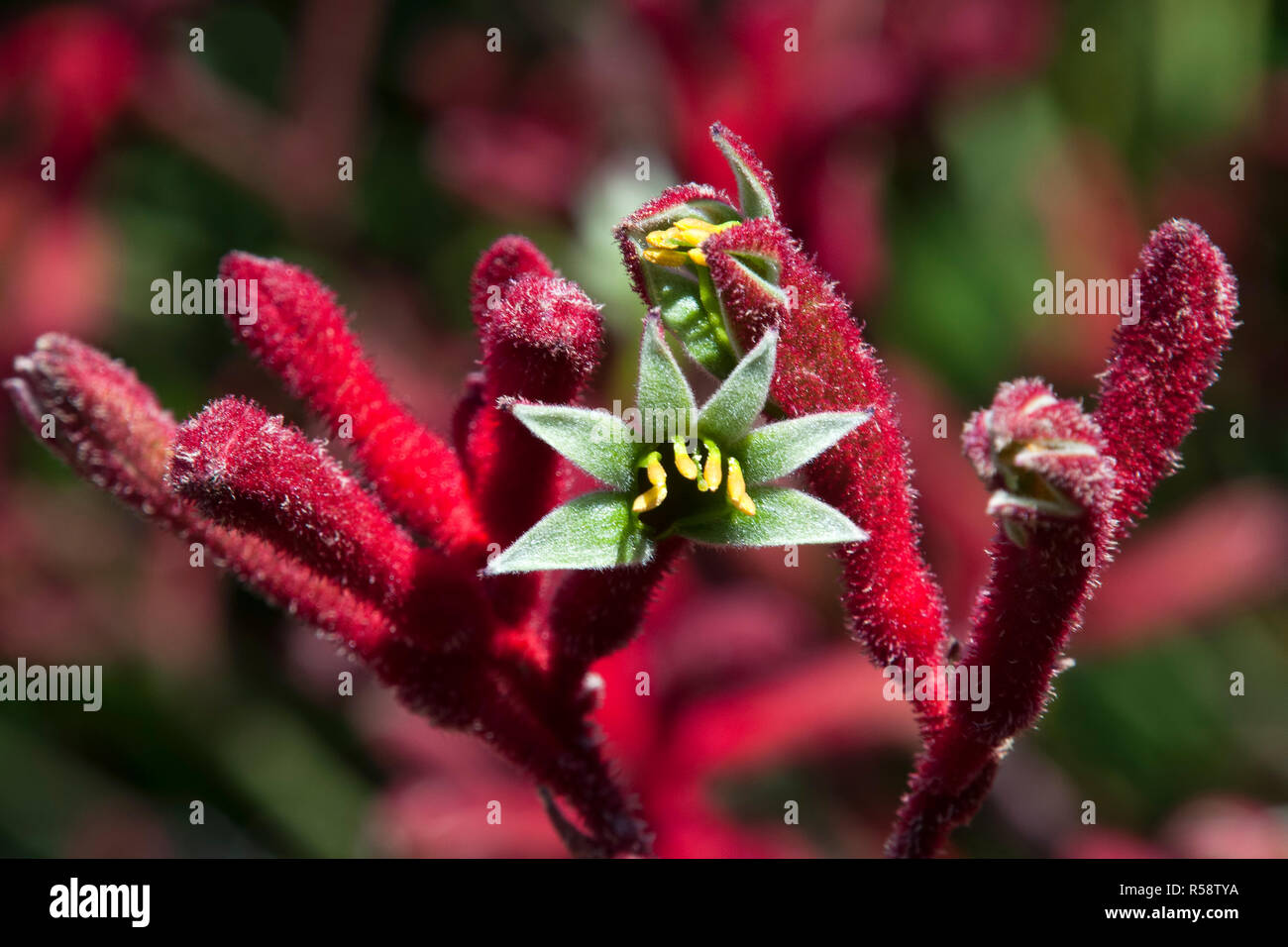 Sydney Australia, aprire il fiore di un canguro rosso paw impianto Foto Stock