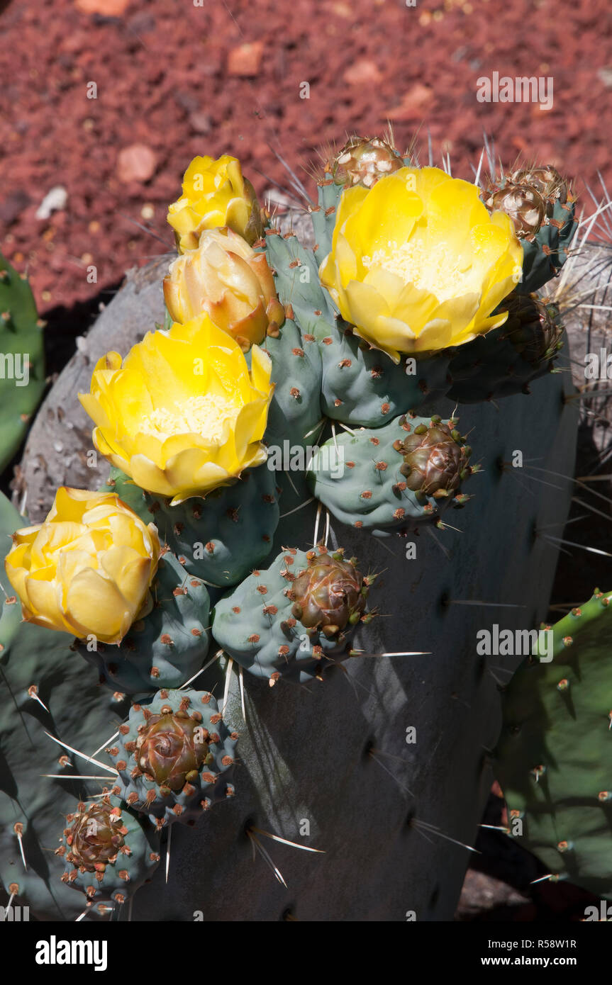 Sydney Australia, Opuntia Robusta pale di cactus con fiori di colore giallo Foto Stock