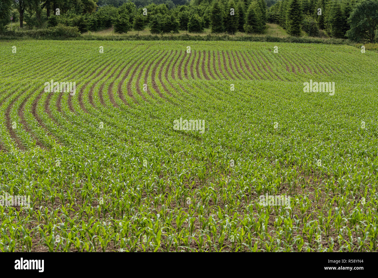 File di piantine di mais in un campo Foto Stock
