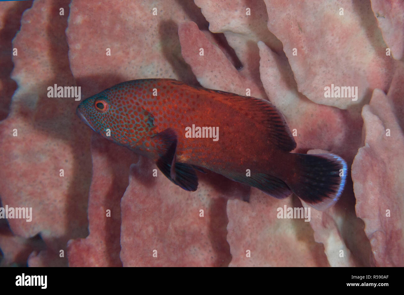 Pomodoro, raggruppatore Cephalopholis sonnerati, dalla canna, Spugna Xestospongia "testudinaria, Liberty relitto sito, Tulamben, Bali, Indonesia, Oceano Indiano Foto Stock