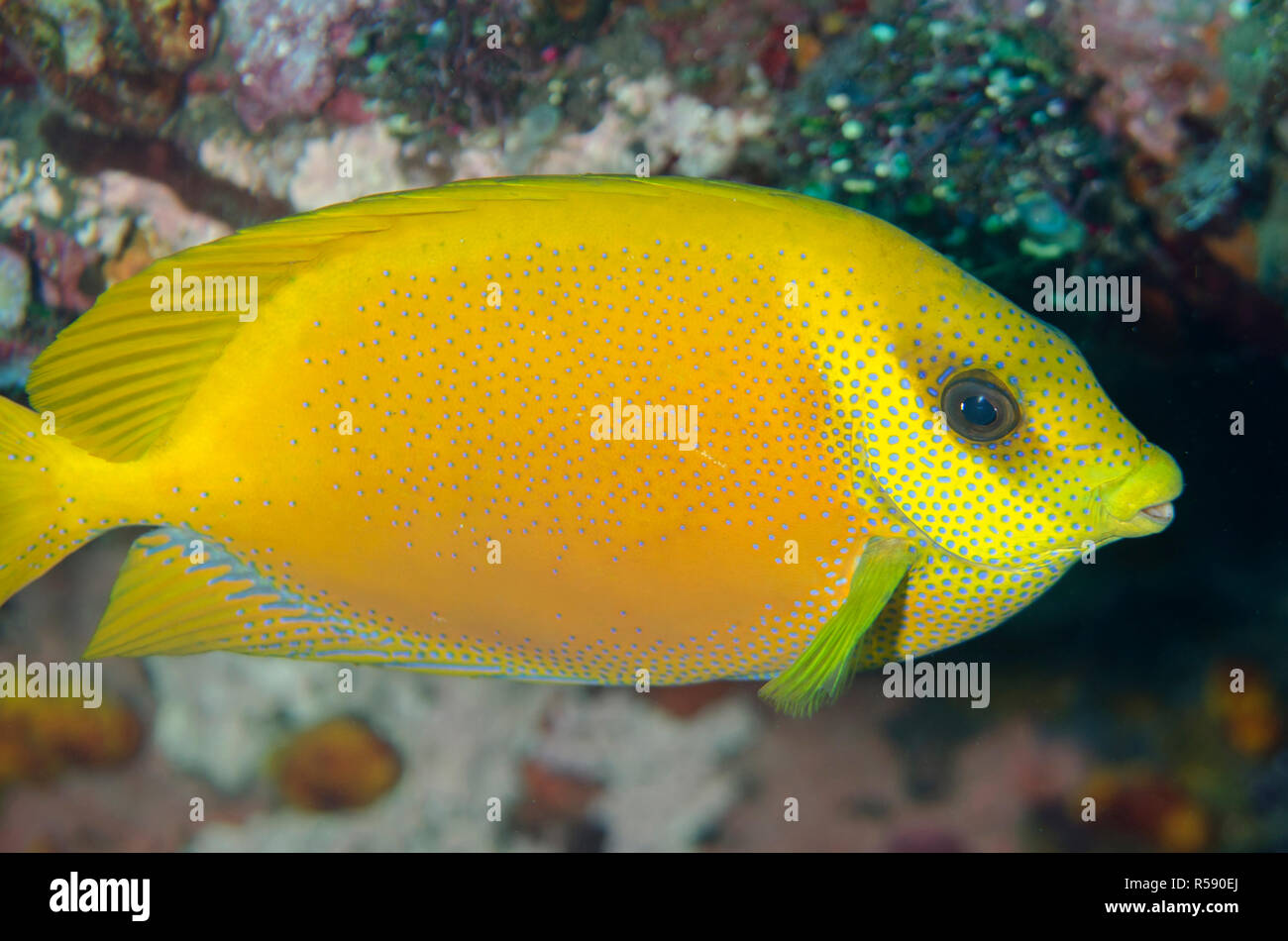 Coral Rabbitfish, Siganus coralinus, Liberty relitto sito, Tulamben, Bali, Indonesia, Oceano Indiano Foto Stock