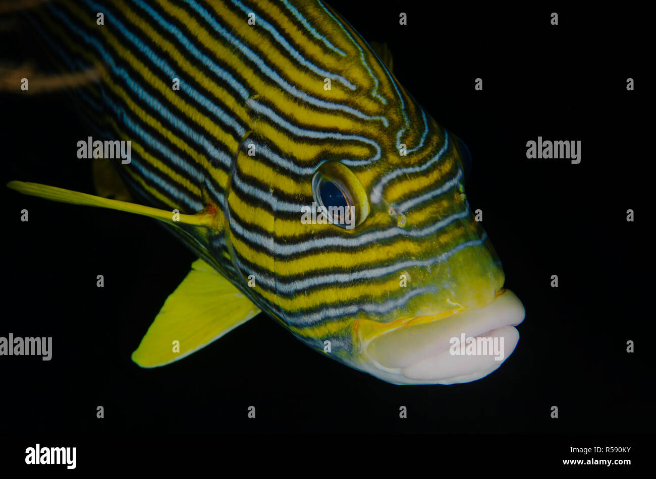 Nastro, Sweetlips Plectorhinchus polytaenia, Liberty relitto sito, Tulamben, Bali, Indonesia, Oceano Indiano Foto Stock