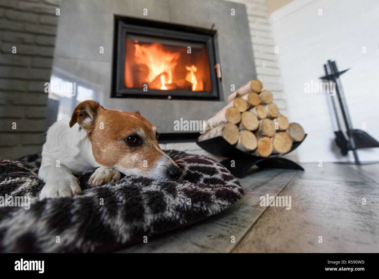 Jack Russel terrier di dormire su un tappeto bianco vicino al fuoco che arde nel caminetto. Cane di appoggio. Concetto di Hygge Foto Stock