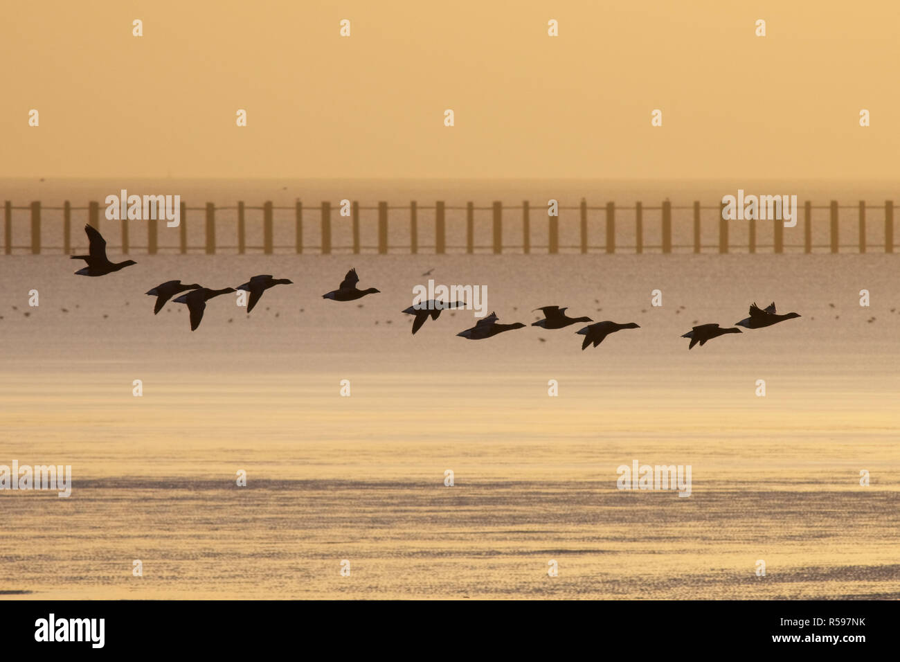 Shoeburyness, Southend-on-Sea, Essex, Regno Unito. Il 30 novembre 2018. Meteo REGNO UNITO: Sunrise su East Beach, Shoeburyness - Una vista degli uccelli in volo in silhouette Credit: Ben rettore/Alamy Live News Foto Stock