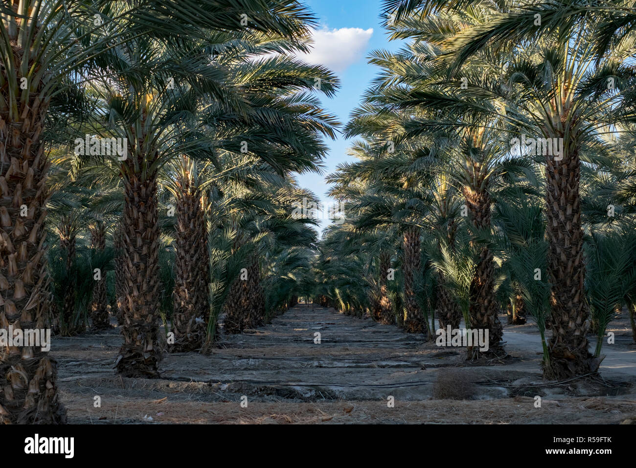 Data palmeti nel sud della California, Stati Uniti d'America Foto Stock