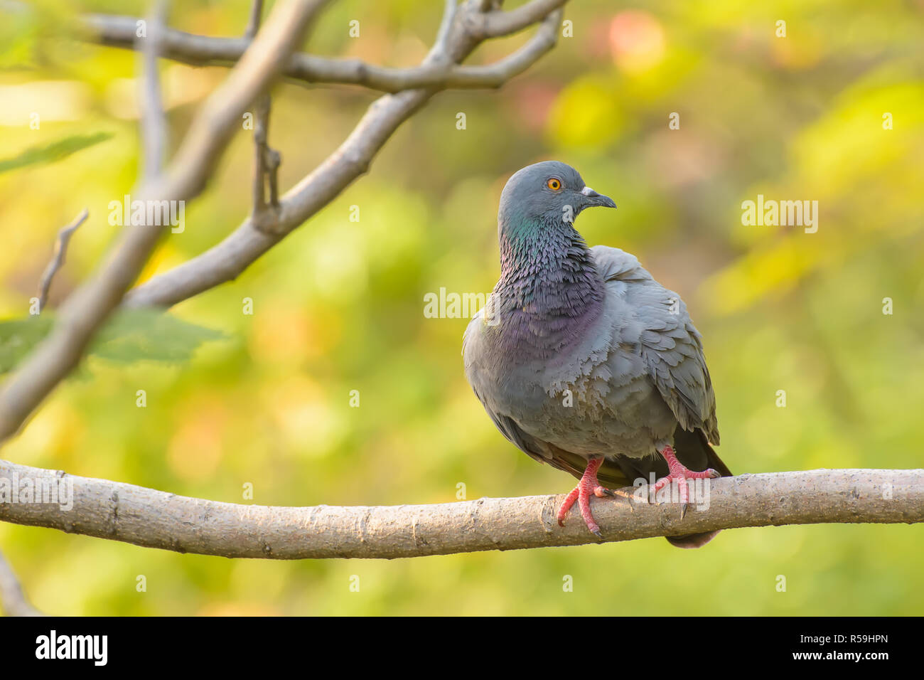 Pigeon sul ramo Foto Stock