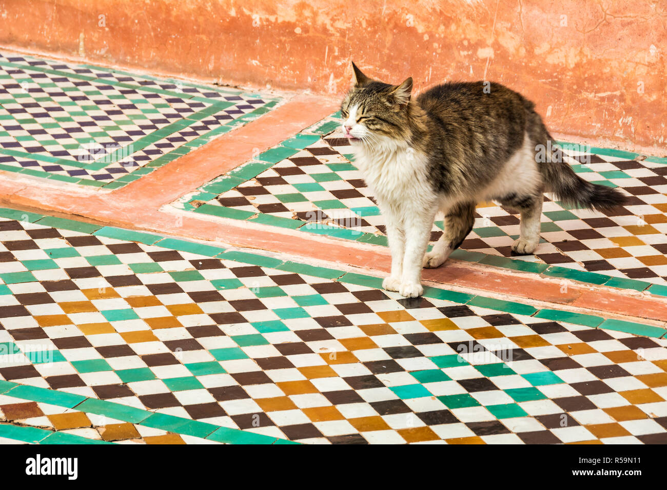 Cat passeggiate attraverso tradizionali piastrelle marocchine in Marrakech Foto Stock