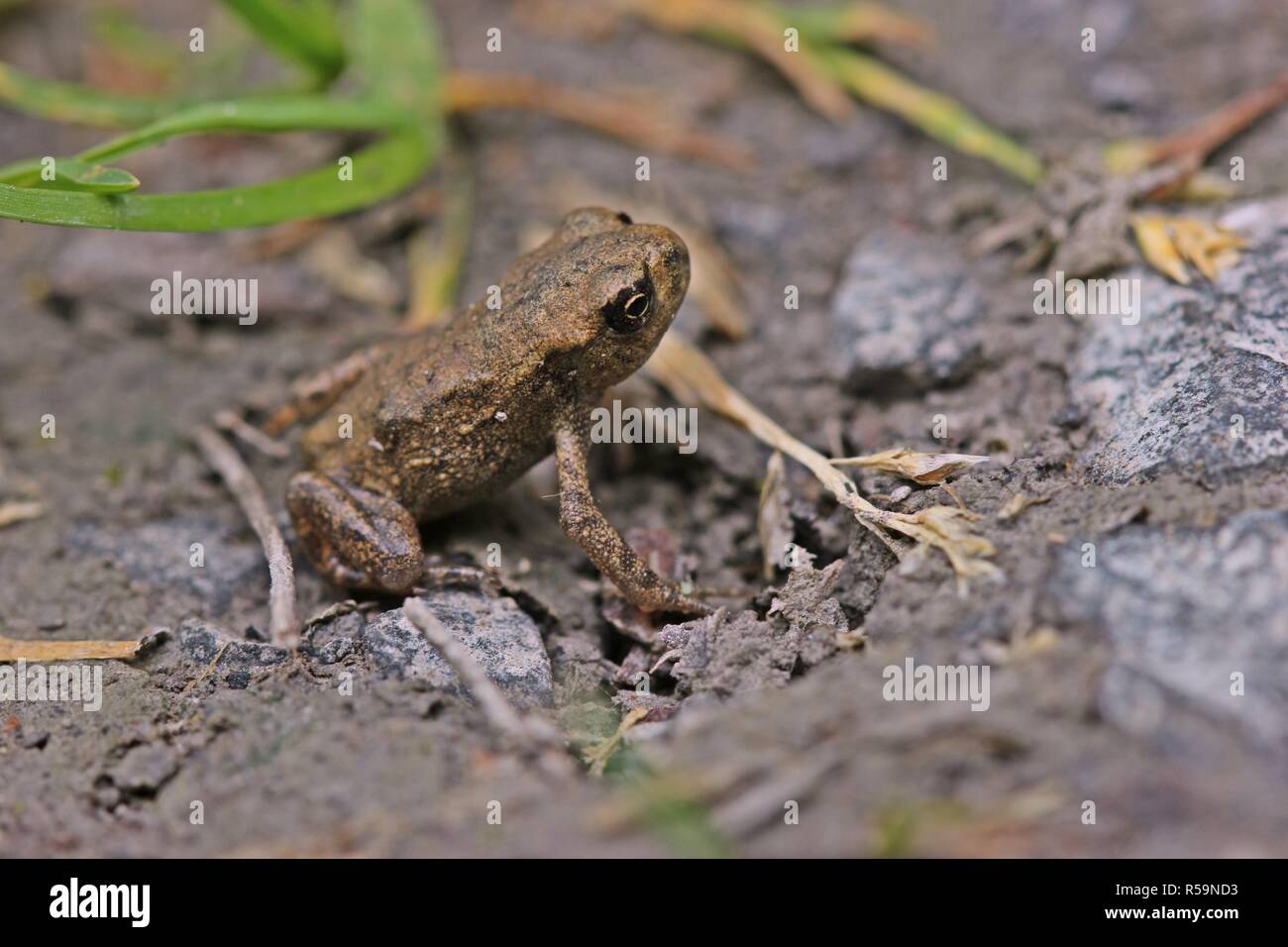 Piccolo giovane rospo comune (Bufo bufo) appena dopo la metamorfosi Foto Stock