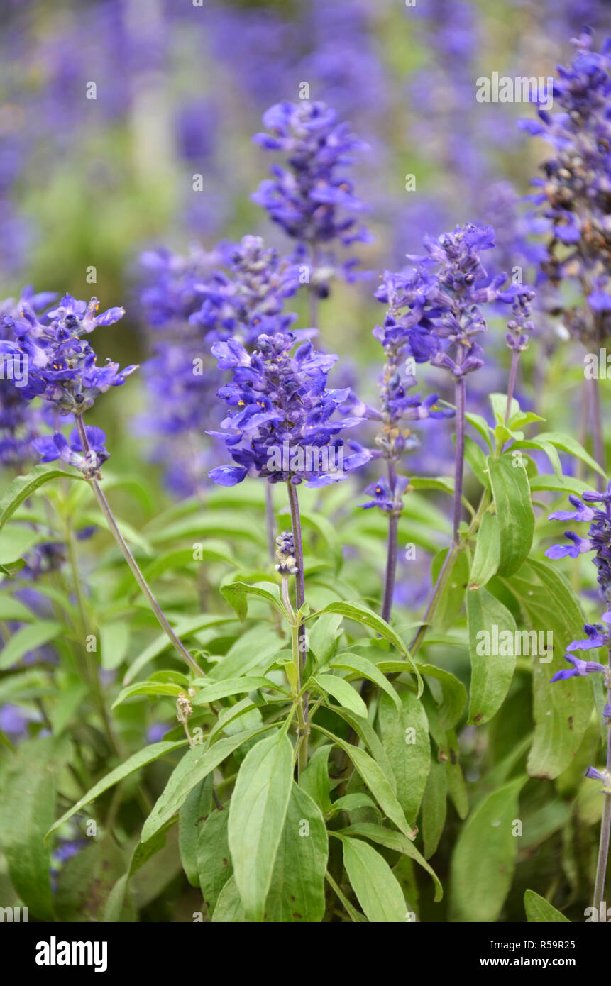 Blooming bugleweeds blu Ajuga Foto Stock