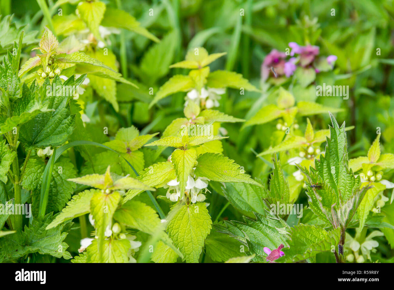 Dead-ortiche closeup Foto Stock