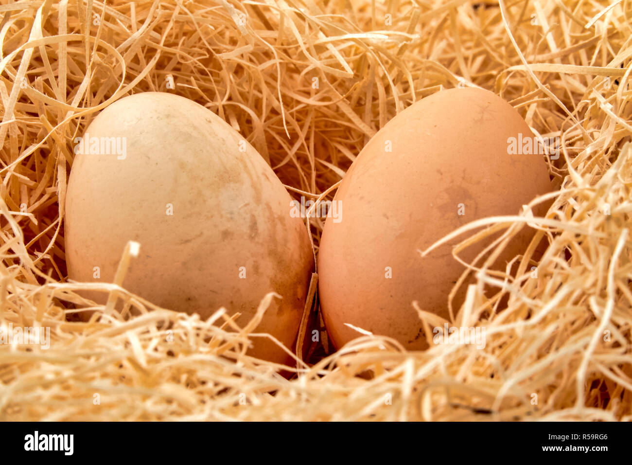 Immagine ravvicinata di un paio di uova in un nido di paglia Foto Stock