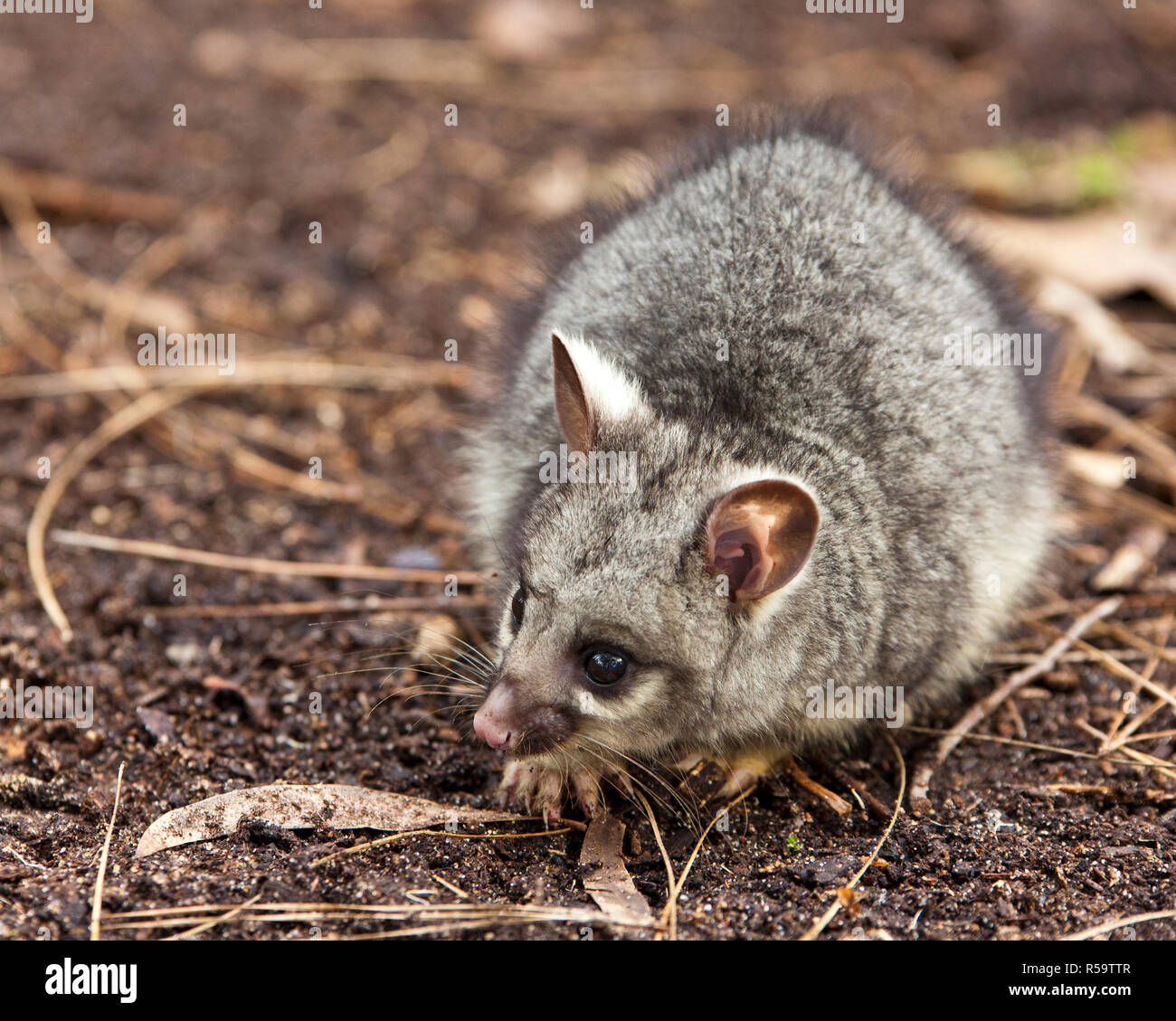 Australian baby brushtail possum Foto Stock